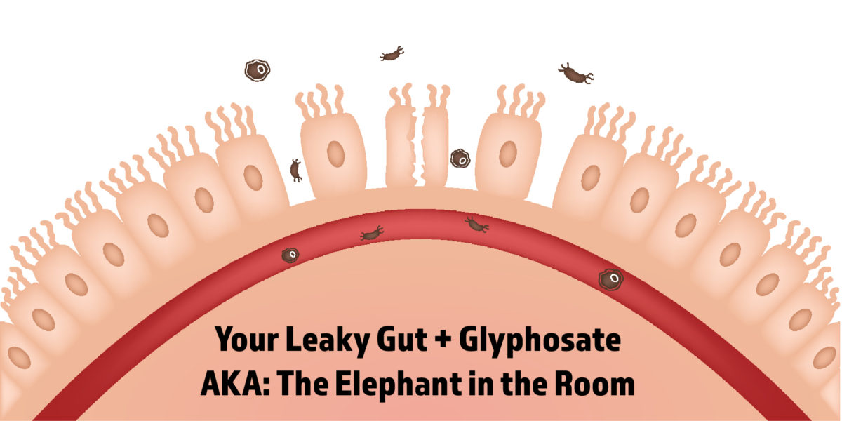 Leaky Gut Glyphosate Roundup microbiome autoimmunity