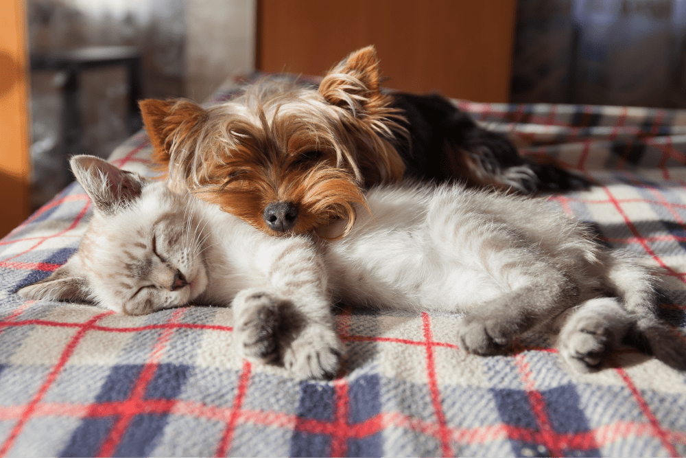 Small dog with cat